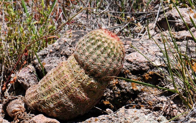 Rainbow Hedgehog Cactus is so called because the stems are banded in red and white. Plants grow in elevations from 4,000 to 6,000 feet. Echinocereus rigidissimus 